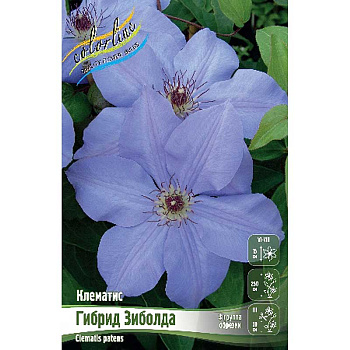 Клематис Гибрид Зиболда I 2 шт