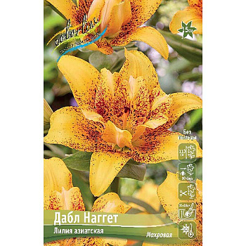 Лилия Дабл Наггет 12/14 5 шт 