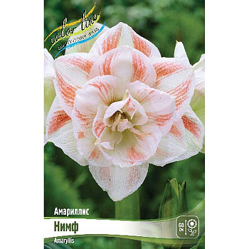 Амариллис Нимф 22/24 8 шт Шоу-Бокс 9640