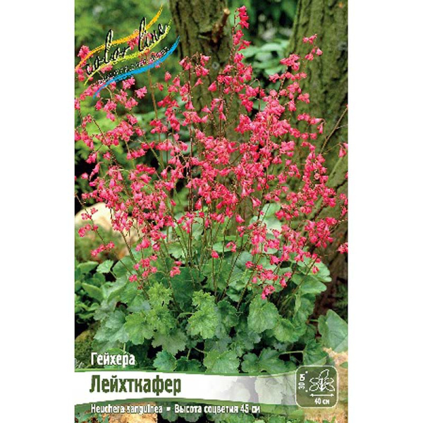 534 Биг-пак Гейхера Лейхткафер I 25 шт