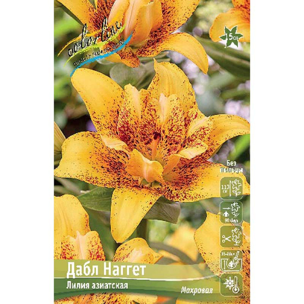 Лилия Дабл Наггет 12/14 5 шт 