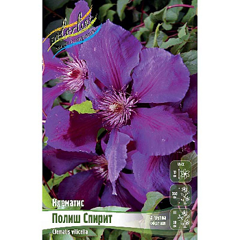 Клематис Полиш Спирит I 25 шт Биг-пак 4588