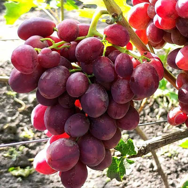 Виноград Велюр очень ранний Садовита