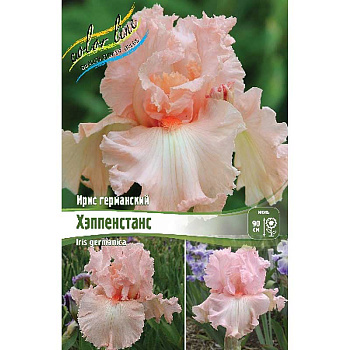 Ирис Германский Хэппенстанс I 1 шт