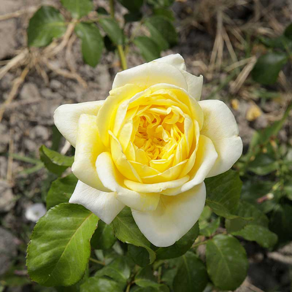 Роза шраб (английская) Грэхем Томас Садовита