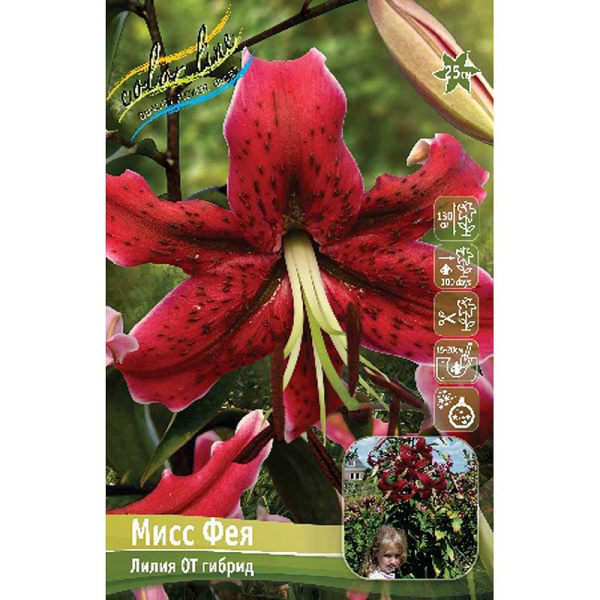 Лилия Мисс Фея 16/18 3 шт 
