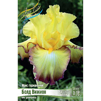 Ирис Германский Болд Вижион I 1 шт 