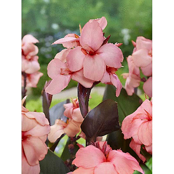 Канна (Коричн) Шайнинг Пич I 1 шт 