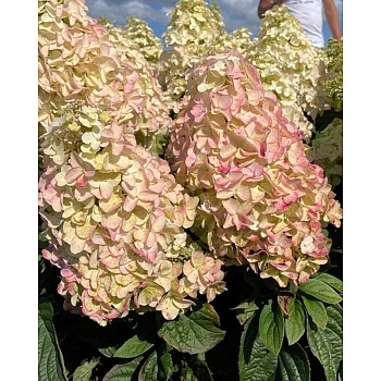 9398 Гортензия Метельчатая Би Свит (Окс, Бигпак Из 5 Раст.) ОКС, 3-6 Br ,шт