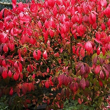 Бересклет Крылатый Компактус P9