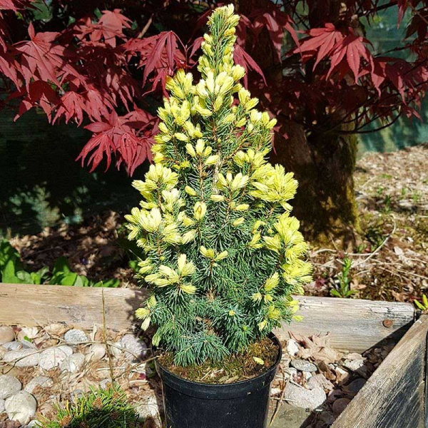 Ель Канадская Сан Оф Зе Скай C3 15-20cm