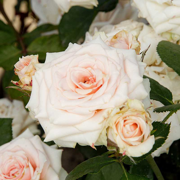 Роза Спрей Натали Садовита