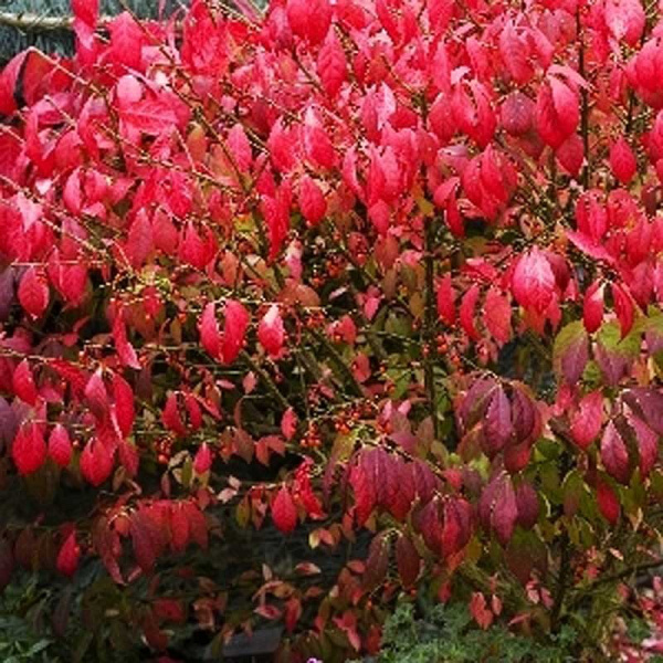 Бересклет Крылатый Компактус P9