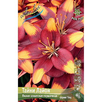Лилия Тайни Лайон14/16 3 шт 