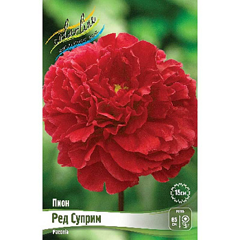 Пион Ред Суприм 2/3 n 1 шт