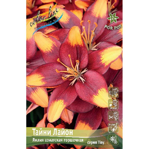 Лилия Тайни Лайон14/16 3 шт 