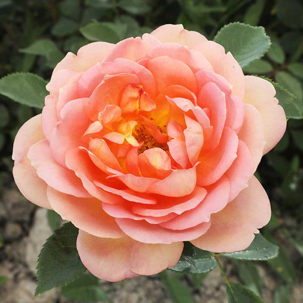 Роза шраб Пэт Остин (английская) Садовита