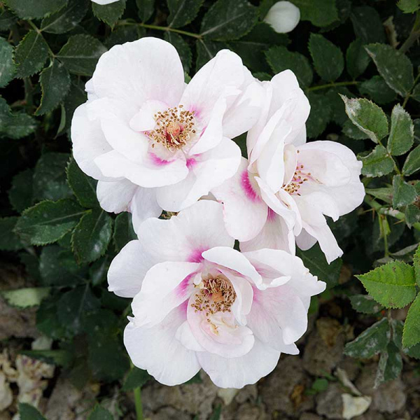 Роза Шраб Буллс Айс Садовита