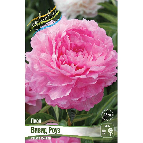 Пион Вивид Роуз 2/3 n 1 шт 