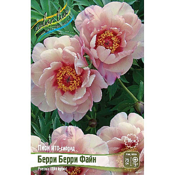 Пион Ито Берри Берри Файн 2/3 n 1 шт 