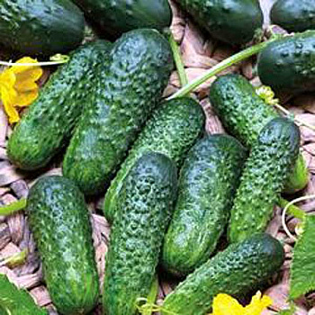 Огурец Уран 1000шт SAKATA