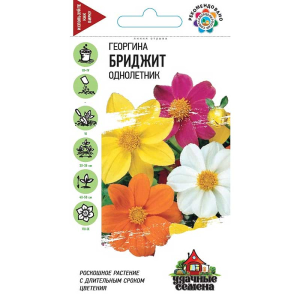 Георгин Бриджит Удач сем Гавриш Ц 