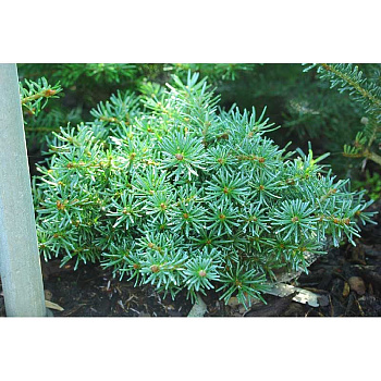 7780 Пихта Корейская Шорти 20-30cm с комом ,шт