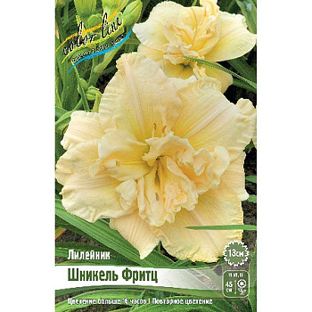 Лилейник Шникель Фритц I 25 шт Биг-пак 7881