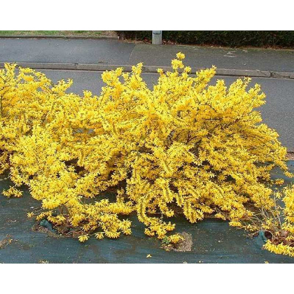 Форзиция Промежуточная Мари Д’ор P9