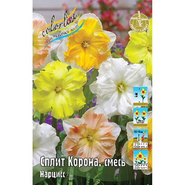 1969 Шоу-Бокс Нарцисс Сплиткорона, Смесь 12/14 50 шт