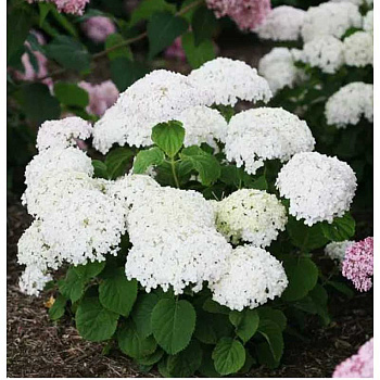 4669 Гортензия Древовидная Кандибелле Стендап Уайт P12 ,шт