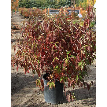 Дёрен Белый Рэд Гном P9