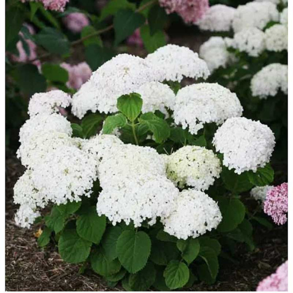 4669 Гортензия Древовидная Кандибелле Стендап Уайт P12 ,шт