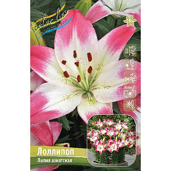 Лилия Лоллипоп 12/14 25 шт Биг-Пак 10079