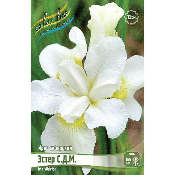 Ирис Сибирский Эстер С.д.м. I 1 шт 