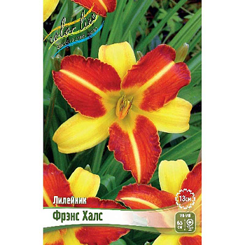 Лилейник Фрэнс Халс I 2 шт