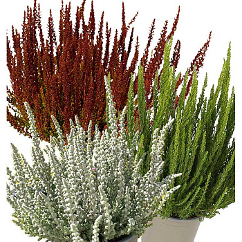 16715 Вереск Обыкновенный Трио Герлс (Зорина-Зелия-Зилли) P12 конт. шт