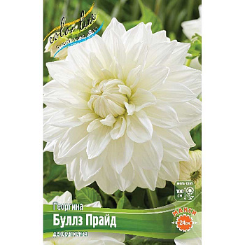 Георгина Буллз Прайд I 1 шт