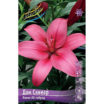 Лилия Дам Сквеар 10/12 25 шт Биг-Пак 11510 