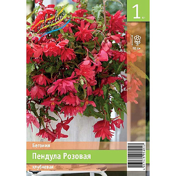 Бегония Пендула Розовая 5/6 1 Эконом шт