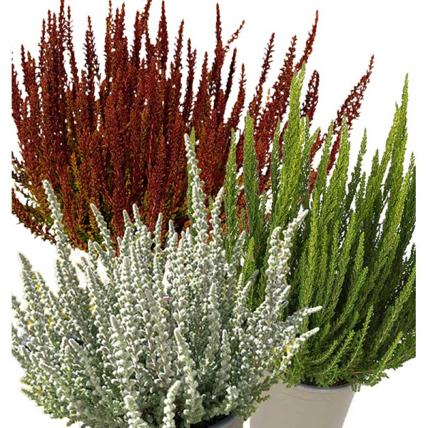 16715 Вереск Обыкновенный Трио Герлс (Зорина-Зелия-Зилли) P12 конт. шт