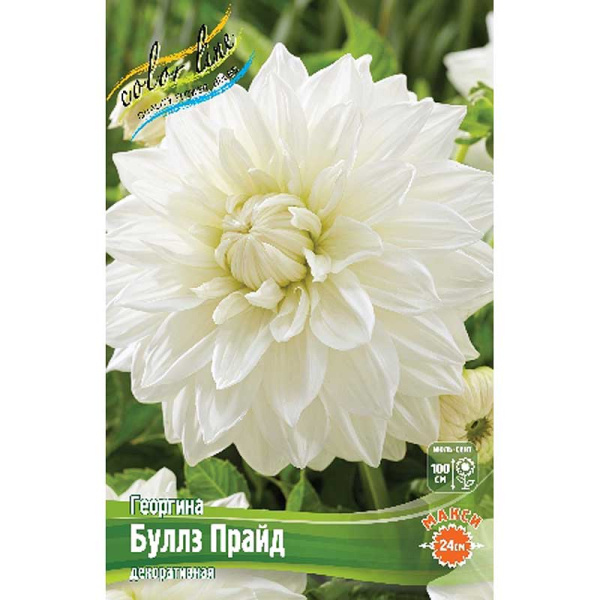 Георгина Буллз Прайд I 1 шт