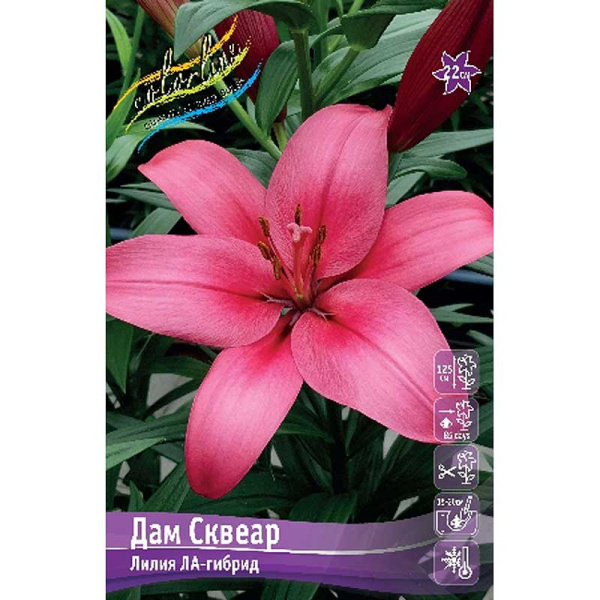 Лилия Дам Сквеар 10/12 25 шт Биг-Пак 11510 