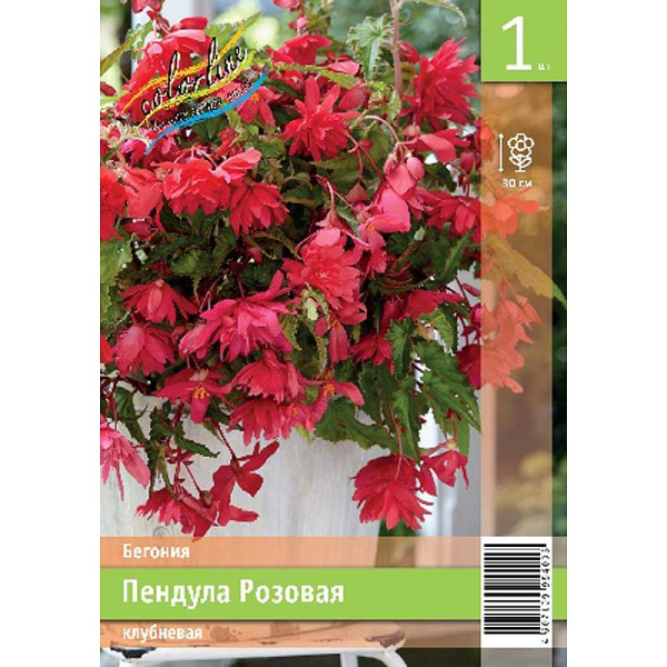 Бегония Пендула Розовая 5/6 1 Эконом шт