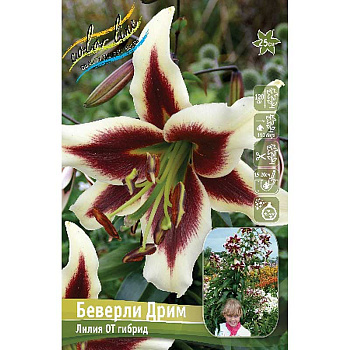 Лилия Беверли Дрим 16/18 3 шт 