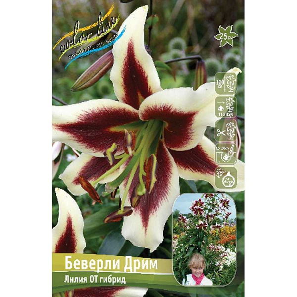 Лилия Беверли Дрим 16/18 3 шт 