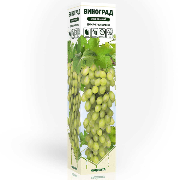 Виноград Дима-17 кишмиш среднеранний Садовита