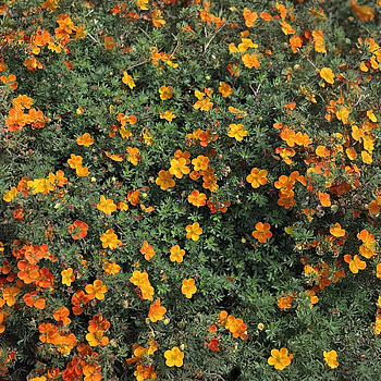 Лапчатка Кустарниковая Хоплейс Оранж P9 Садовита