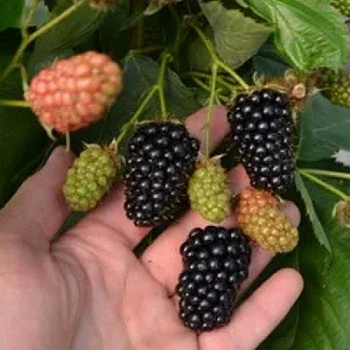 9426 Ежевика Кустистая Марина P9 ,шт