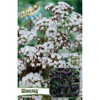 Посконник Шоколад I 25 шт Биг-Пак 2731